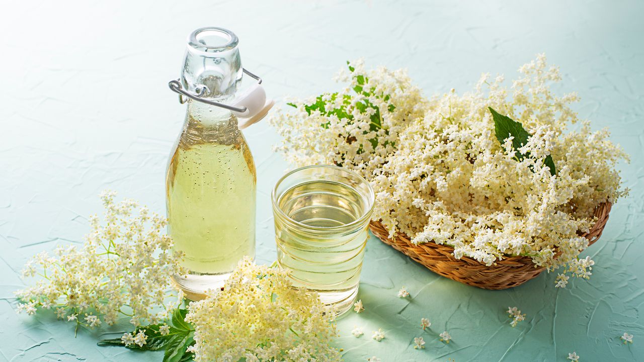 Sambuco Flowers: é assim que eles usam na cozinha